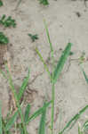 Broadleaf signalgrass